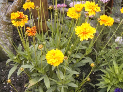 Coreopsis Lance-Leaf Seeds - Perennial Wildflower for Borders & Pollinator Gardens - 239 Seeds - Coreopsis lanceolata