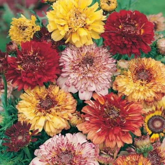 Painted Daisy Seeds - DUNETTI MIX Perennial Flower Garden, Non-GMO, Heirloom Chrysanthemum carinatum, 100 Seeds