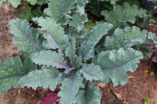 Red Russian Kale Seeds - Tender Greens, Large Leaves, Brassica napus var. pabularia, Pack of 200-30,000 Seeds