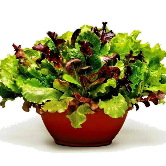 Gourmet Salad Mix Seeds - Organic Leaf Lettuce Blend for Containers & Garden - 600+ Non-GMO Seeds - Lactuca sativa