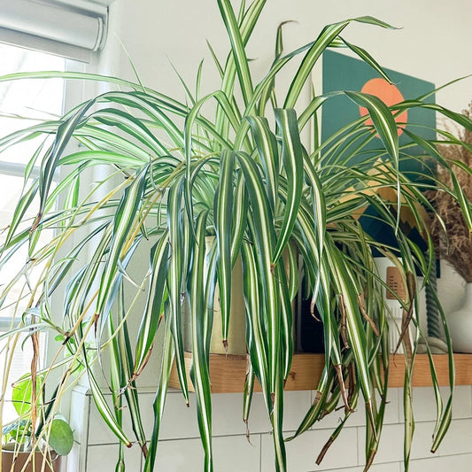 Live Spider Plant Cuttings - Fully Rooted Chlorophytum comosum for Indoor Houseplants