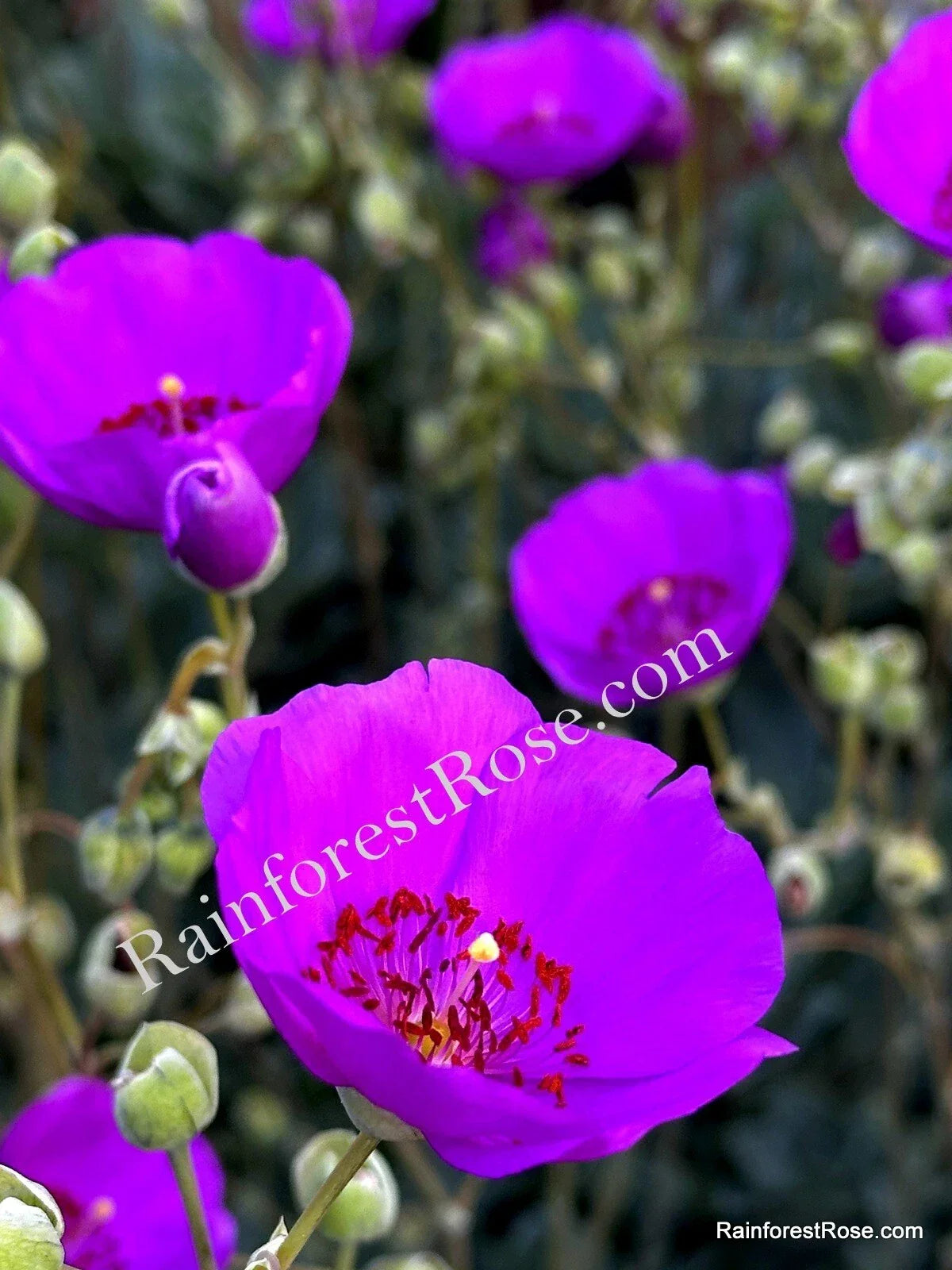 Purple Calandrinia Spectabilis Cuttings - 10 Fast-Growing Rock Purslane Propagation Material for Garden or Indoor Planting