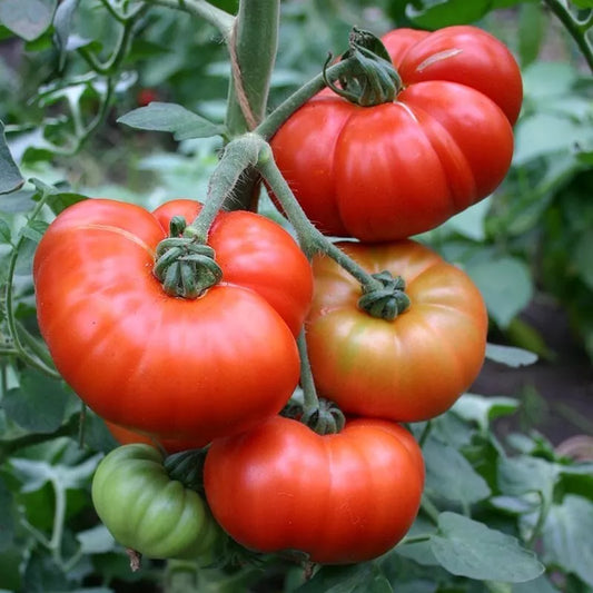 Marmande Tomato Seeds 50 Ct Heirloom Non-GMO Italian Vegetable Seeds for Home Gardening - Solanum lycopersicum