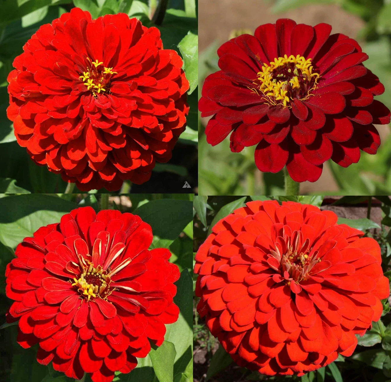 Zinnia Seeds Bulk – Hummingbird Reds, Non-GMO, Butterfly & Pollinator Garden Flowers, Zinnia elegans, 500 Seeds