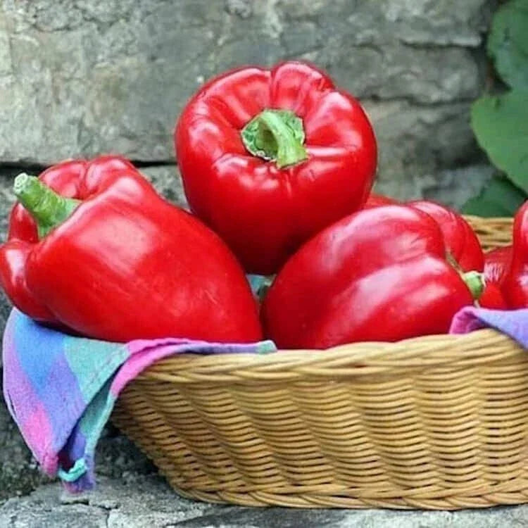 Big Red Sweet Bell Pepper Seeds - Non-GMO Heirloom Capsicum annuum for Home Garden, Container, and Culinary Use