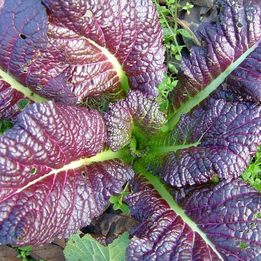 Japanese Giant Red Mustard Greens Seeds - Non-GMO Heirloom Brassica juncea var. rugosa for Lush, Red Leaf Greens, Perfect for 2025 Planting
