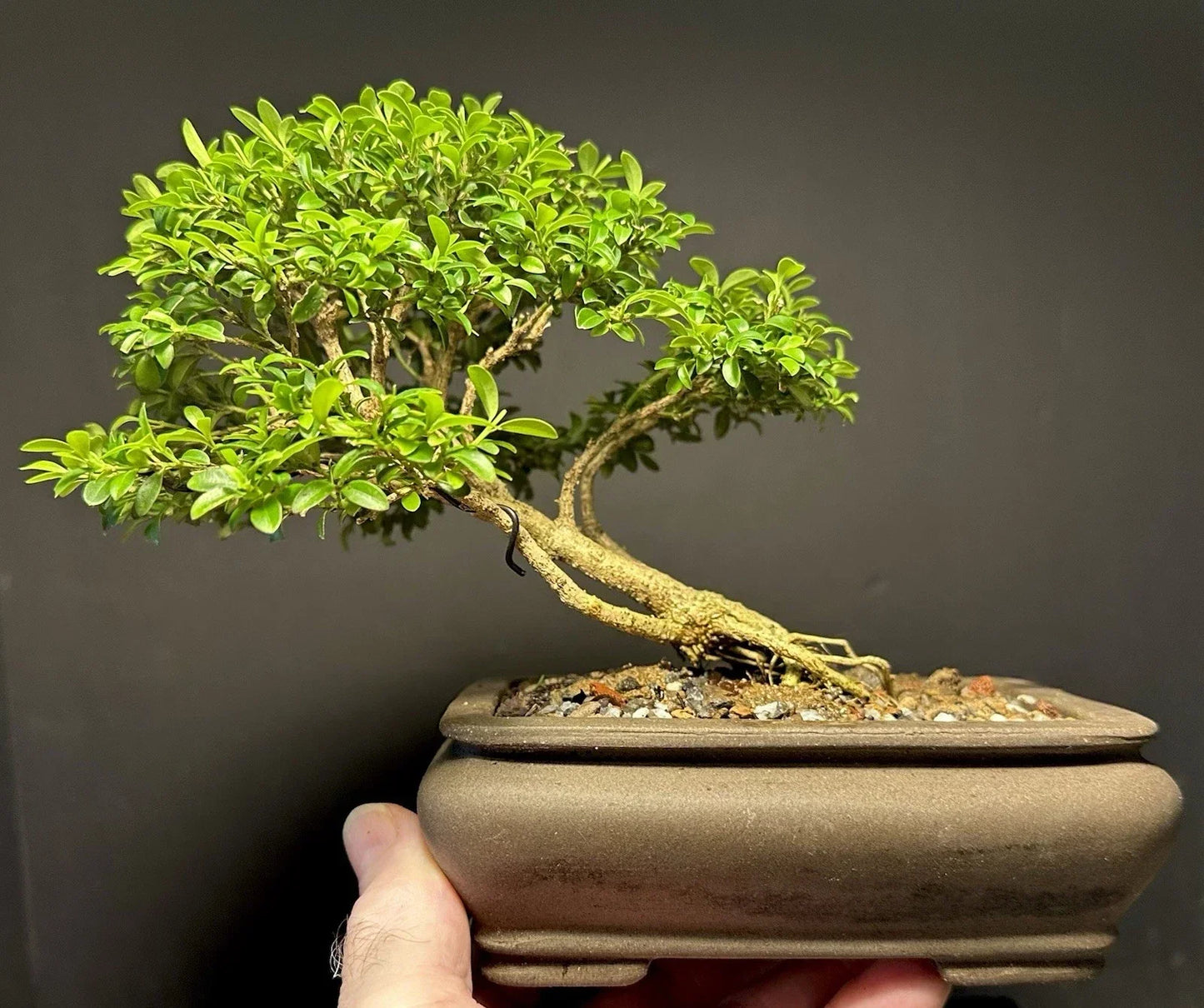 Bonsai Tree 8-Inch Kingsville Boxwood 15 Years Old in Chinese Pot Buxus microphylla 'Kingsville'