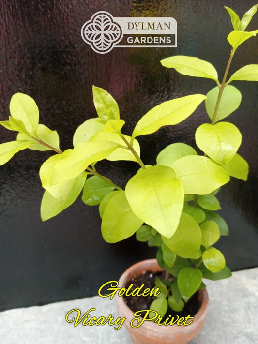 Live Golden Vicary Privet Plant - Ligustrum x vicaryi - 8-10 Inches for Hedges & Landscape Design