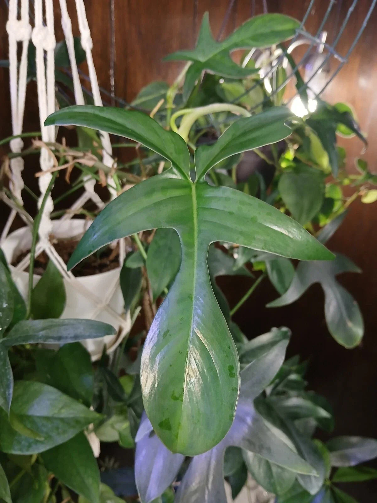 Philodendron Glad Hands Houseplant - Exotic Green Foliage - Unique Hand-Shaped Leaves - Philodendron bipinnatifidum