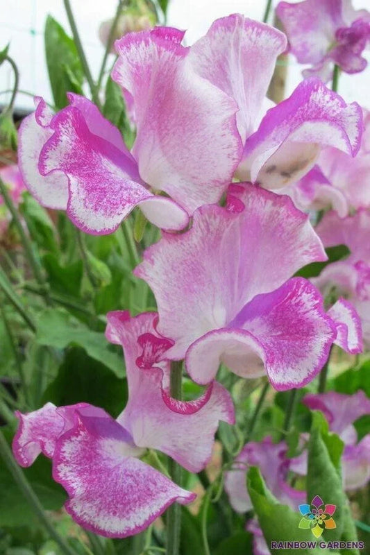 Lady Nicholson Sweet Pea Seeds – 50 Pack, Fragrant Climbing Flower, Lathyrus odoratus, Garden Planting, USA Grown
