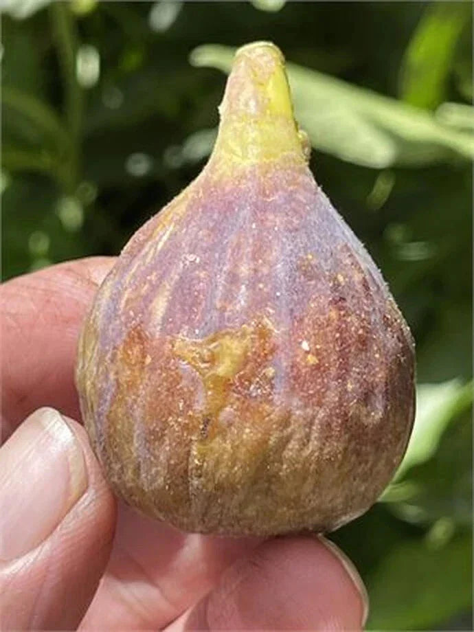 Fig Cutting - 8 Inch Dominick's Variety - Ficus carica - Fruit-Bearing Starter Plant for Gardeners