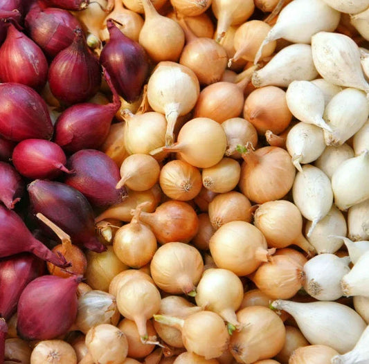 Mixed Onion Sets Bulbs - 3 Colors Yellow Red White Allium cepa for Gardening & Culinary Use