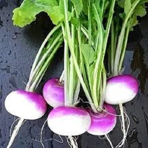 Premium Organic Purple Top Turnip Seeds - Heirloom Brassica rapa, Non-GMO, Fast-Growing, Bountiful Harvest, Garden Seeds for Fall & Winter