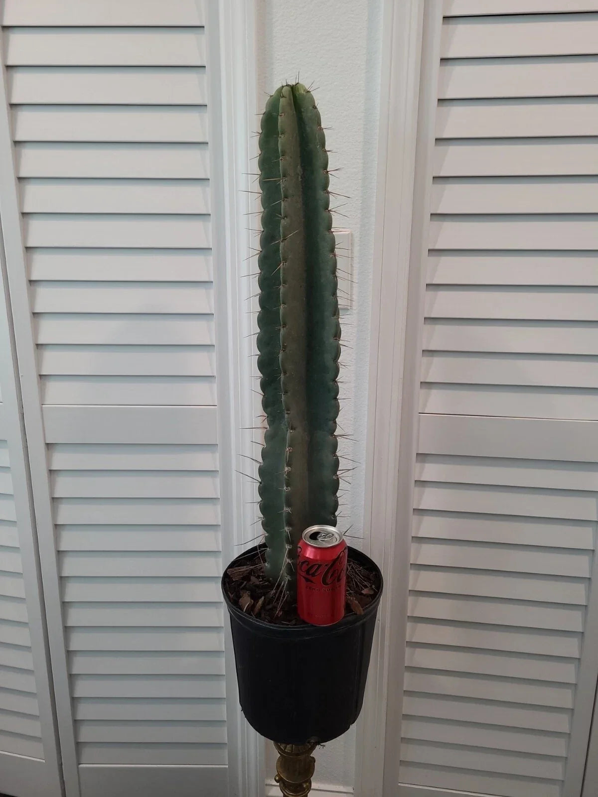XXL Peruvian Apple Cactus Plant 34" Green Stem Cereus peruvianus in 10" Pot - Low Maintenance Indoor/Outdoor Decor