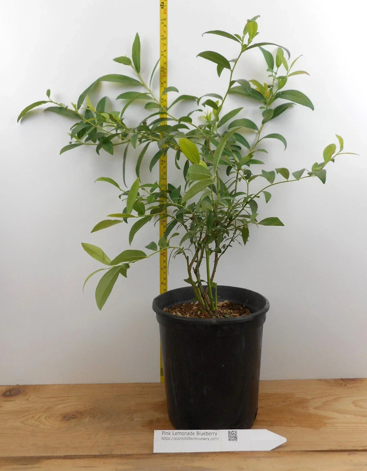 Pink Lemonade Plant in Large Gallon Container | Citrus × meyeri | Vibrant Pink-Tinged Leaves & Fragrant Aroma