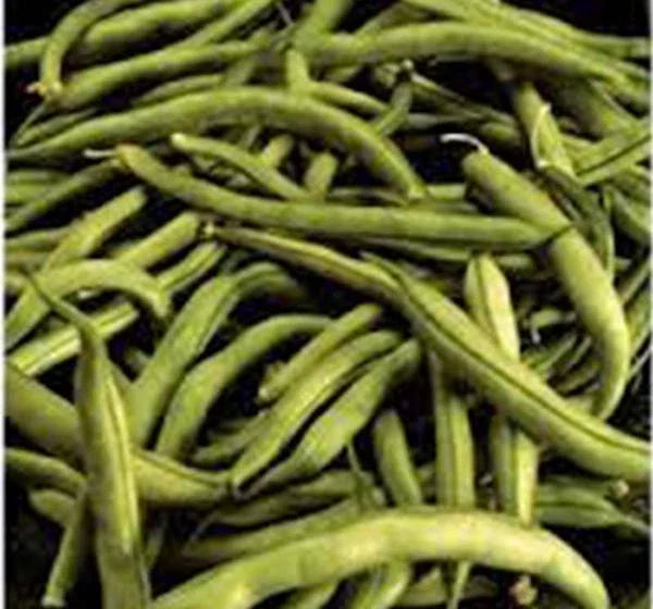 Heirloom Bean Seeds, Commodore Bush, 500+ Non-GMO Green Bean Seeds, Organic Phaseolus vulgaris, Vegetable Garden, Container Gardening