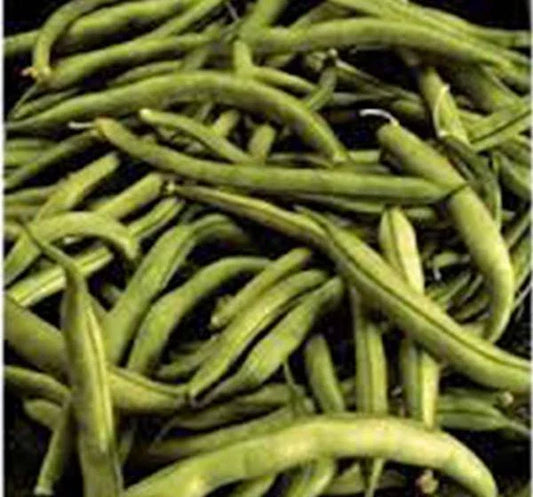 Heirloom Bean Seeds, Commodore Bush, 500+ Non-GMO Green Bean Seeds, Organic Phaseolus vulgaris, Vegetable Garden, Container Gardening