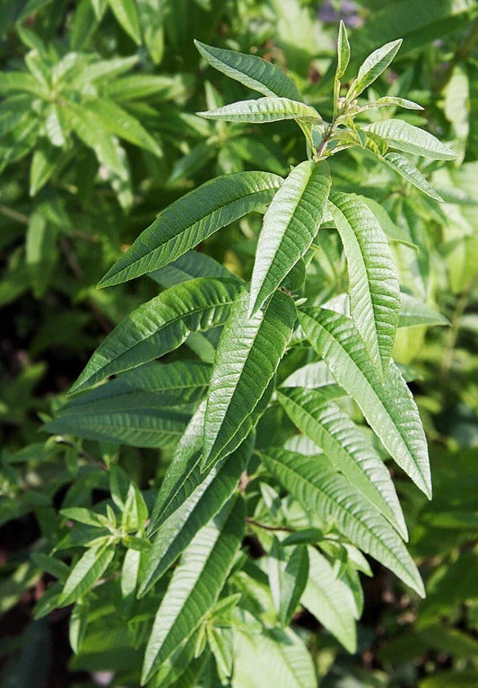 Organic Lemon Verbena Plant – Live Bareroot Herb Starter – Lemon-Scented Culinary & Aromatic Perennial – Aloysia citrodora