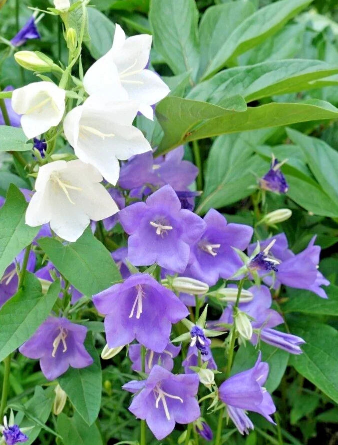 Peach Leaf Bellflower Seeds 255 Count Blue and White Mix Campanula persicifolia - Perennial Flower Seeds for Garden