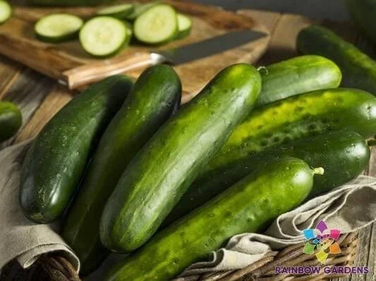 Slicemaster Select Cucumber Seeds - 25+ Pack, Heirloom, Non-GMO, Cucumis sativus, for Home Garden, Container Planting, Fresh & Pickling