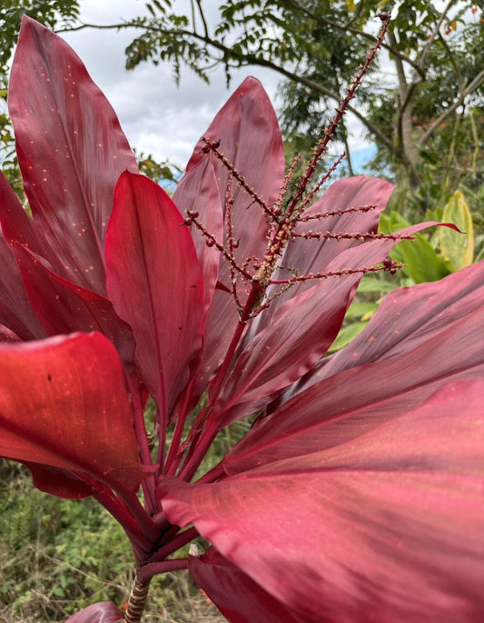 Hawaiian Ti Leaf Cuttings 6-Inch Red Variety, Cordyline fruticosa, Fresh Starter Logs for Indoor Outdoor Gardening