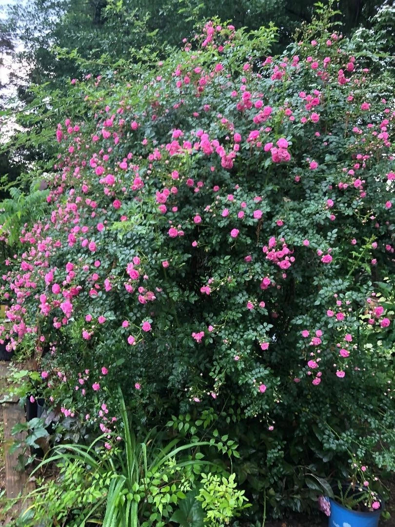 Seven Sisters Vining Rose Cuttings 5 Pack, Rosa multiflora Climbing Plant for Garden Trellis & Decor