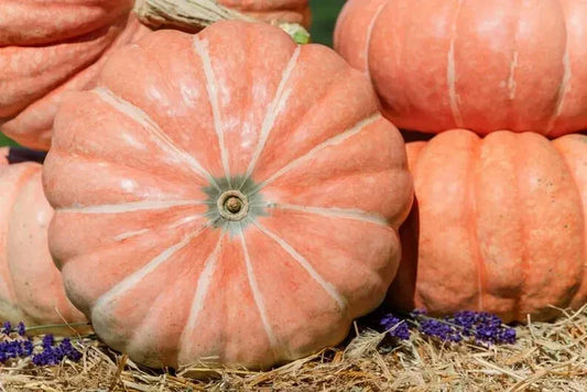 Organic Summer Sky Pumpkin Seeds - 10 Pack, Heirloom, Non-GMO, Cucurbita pepo, Full Sun, Vining, USA Grown