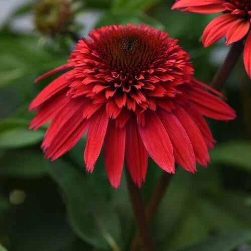 50 Echinacea purpurea Seeds - Perennial Strawberry Delux Coneflower, Vibrant Pink Flowers, Easy to Grow, Pollinator Attracting Seeds