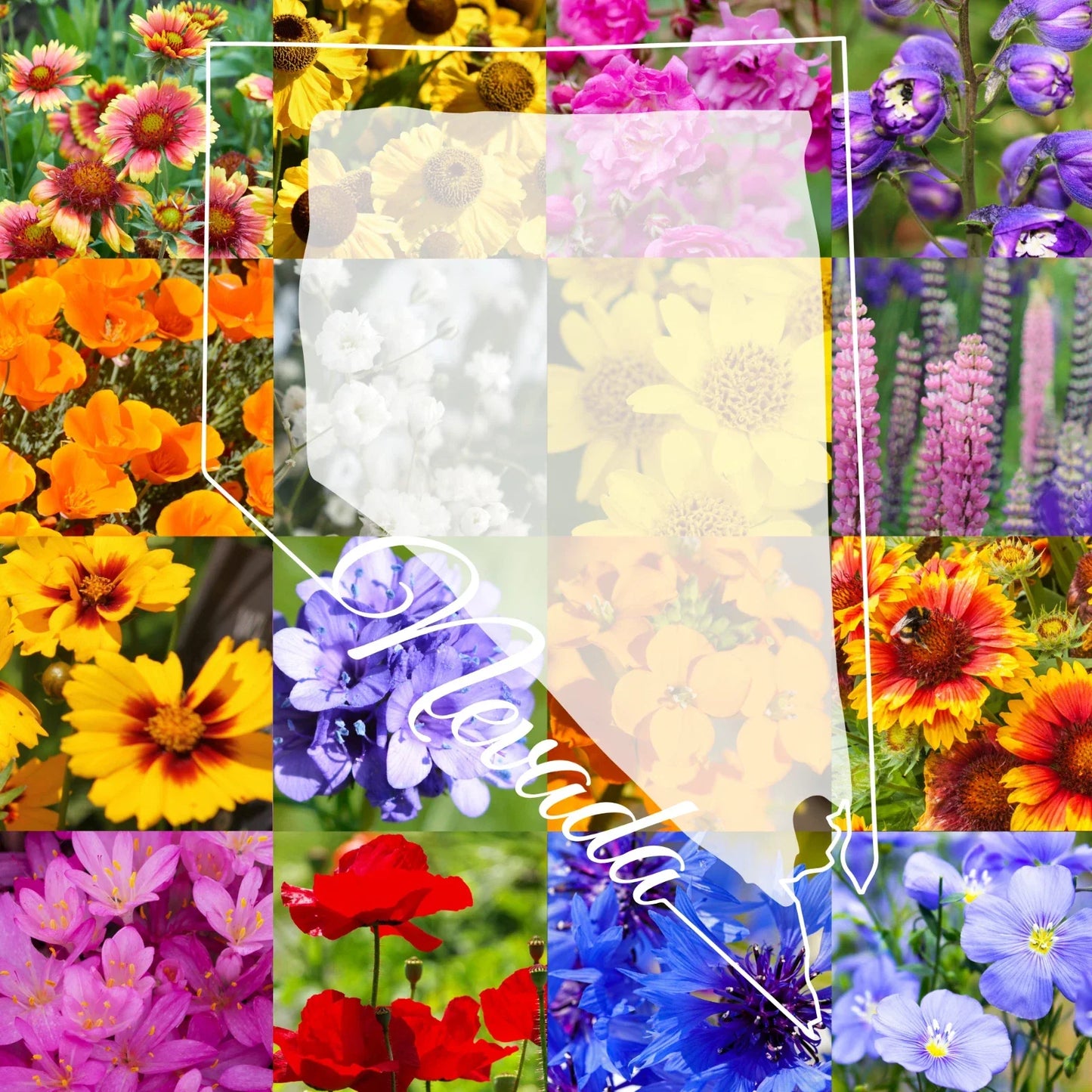 Wildflower Seed Mix 1/4 Pound for Northern Nevada Western Landscape, Colorful Native Wildflowers, Pollinator Attracting, Covers 800 sq ft
