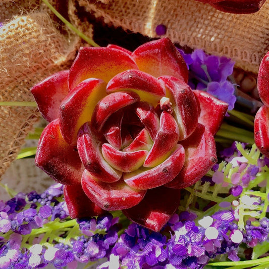 Live Echeveria Daredevil Succulent Bare Root - Rosette Plant for Garden, Office, Wedding Favors, Drought-Tolerant, Indoor & Outdoor