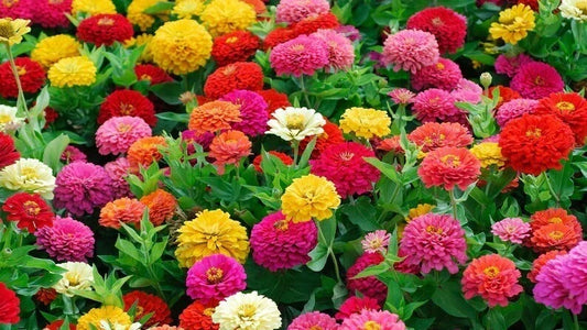 Lilliput Zinnia Mix Seeds - Organic Flower Seeds for Borders & Containers - Zinnia elegans - Vibrant Colorful Garden Variety - USA Grown