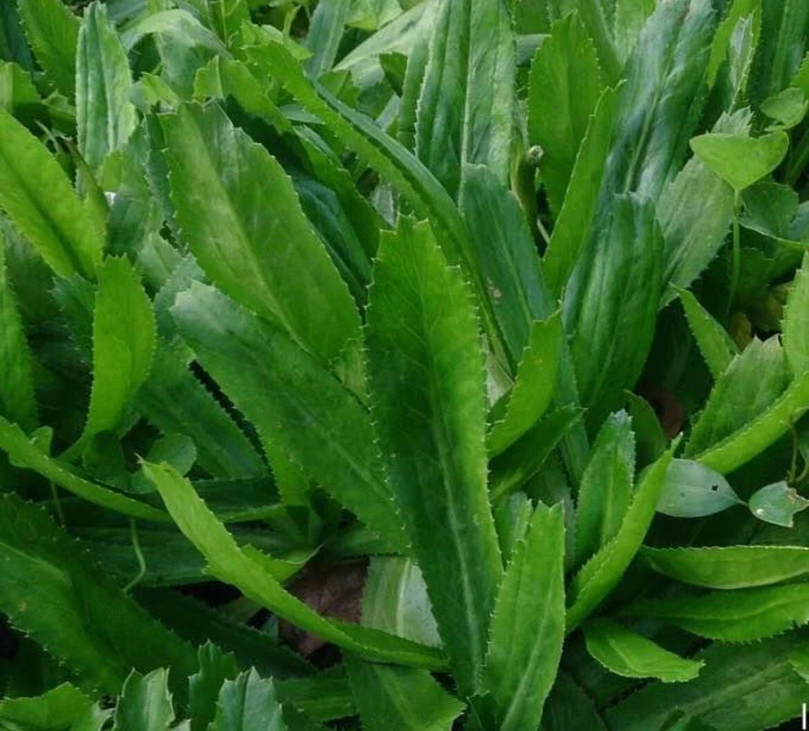 Culantro Seeds 500+ Eryngium foetidum Mexican Coriander Herb for Cooking & Garden, Buy 2 Get 1 Free