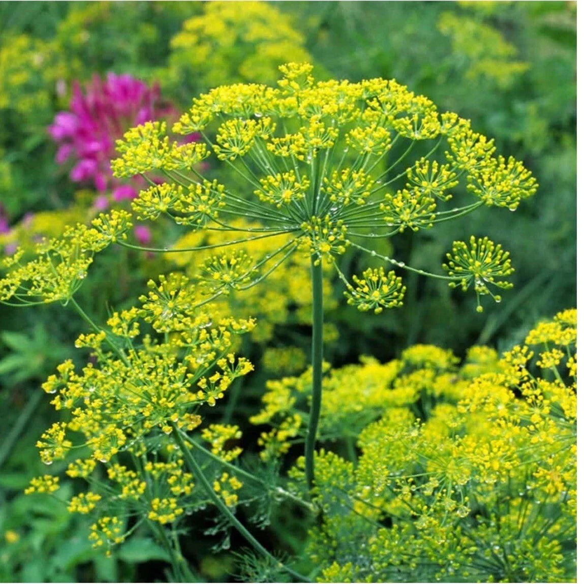 Dill Herb Seeds Seed Packet | Organic Non-GMO Heirloom Anethum graveolens | Culinary Herb for Gardens