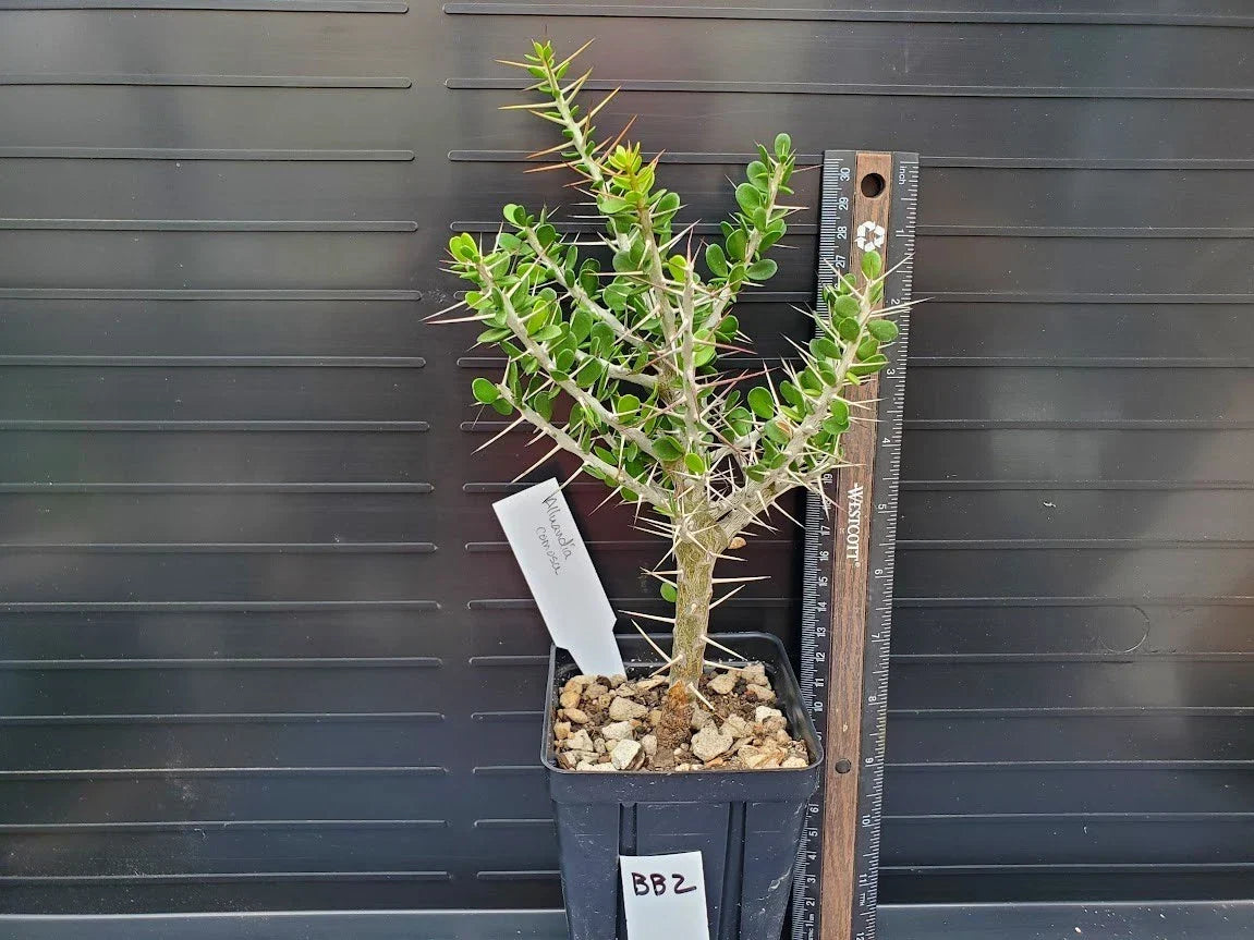Alluaudia comosa Plant - Rooted Madagascar Succulent - Unique Spiny Stems - Rare Succulent Collection Plant BB2