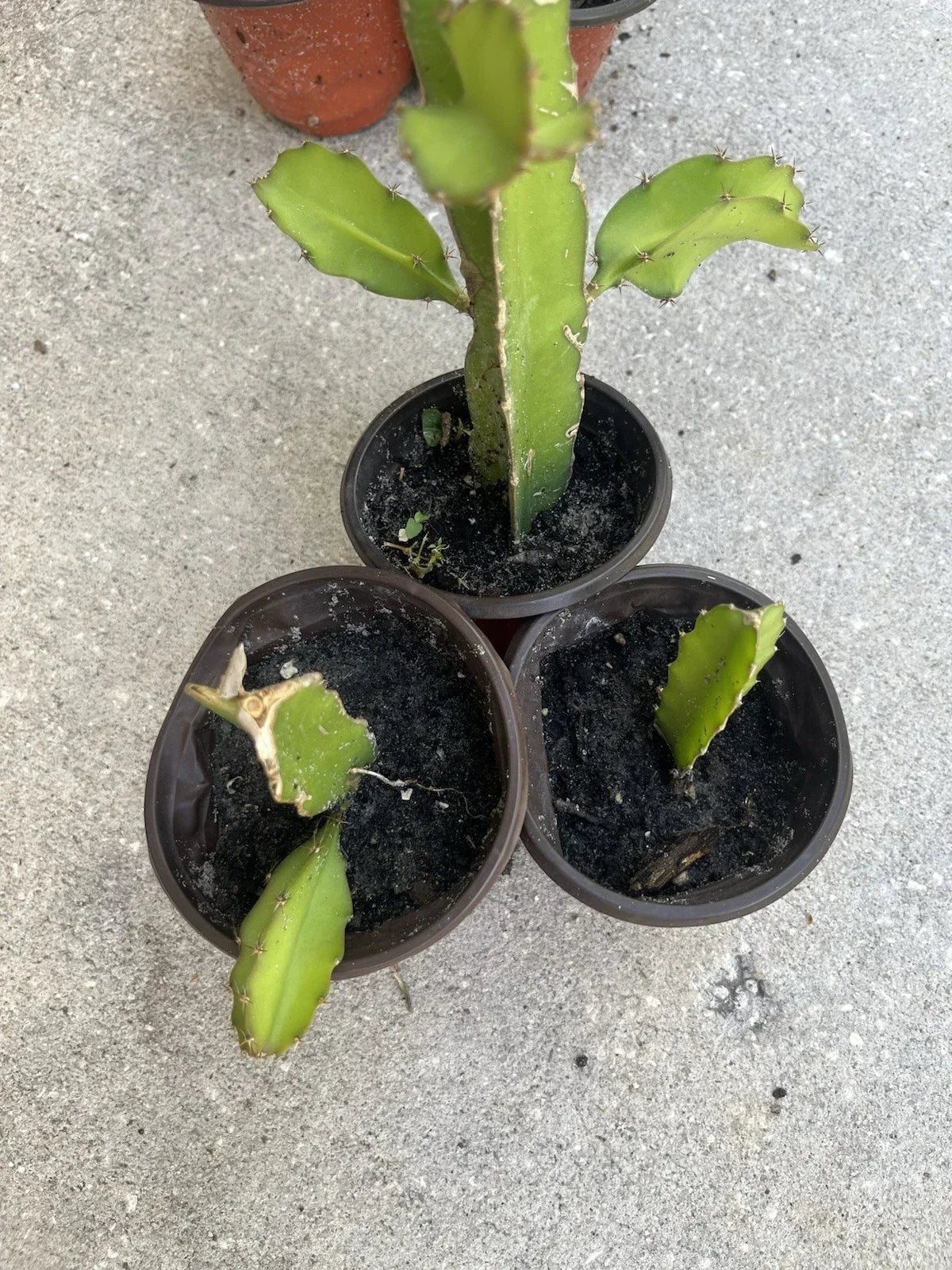 Dragon Fruit Plant - Well Rooted White Pitaya - Hylocereus undatus - Edible Fruit, Unique Cactus for Home Garden or Urban Space