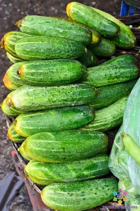 Indio Cucumber Seeds 25+ Pack Heirloom Cucumis sativus for Vegetable Garden, Salad, Pickling, Container Planting