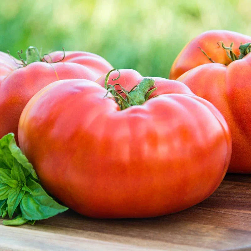 Red Brandywine Tomato Seeds 50 Ct | Heirloom Non-GMO Vegetable Seeds | Solanum lycopersicum | Full Sun, Easy to Grow