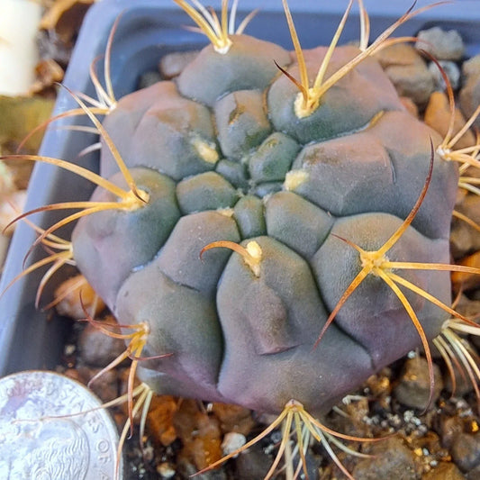 Gymnocalycium Pfanzii Albipulpa Bare Root Cactus - White Spines, Vibrant Blooms, Drought-Resistant Succulent Plant