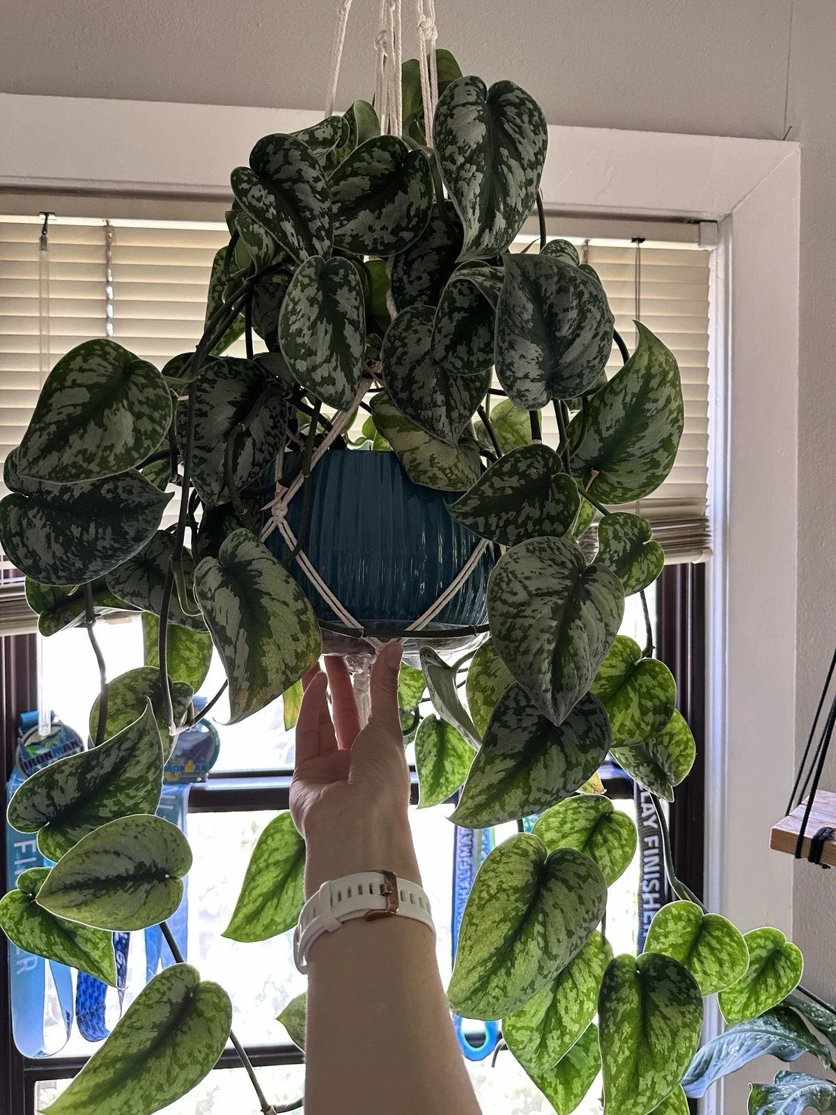 Scindapsus Pictus Exotica Silver Rooted Cuttings – Elegant Indoor Houseplant, Easy Care, Variegated Silver Leaves
