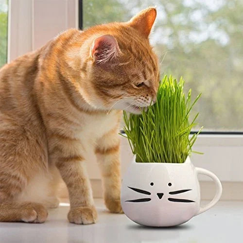 Cat Grass Seeds | Non-GMO Heirloom Herb Seeds for Cats | Triticum aestivum | Indoor & Outdoor Growing