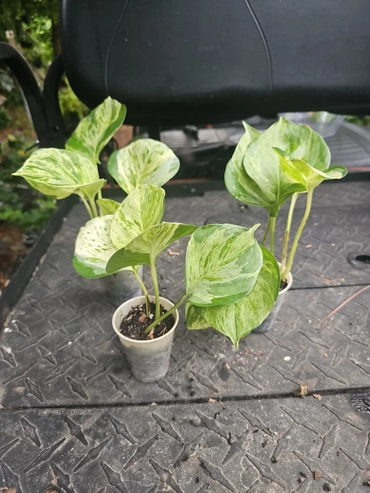 Manjula Pothos Plant 2.5" Pot Variegated Epipremnum Houseplant, Trailing Indoor Plant, Low Maintenance, Air Purifying