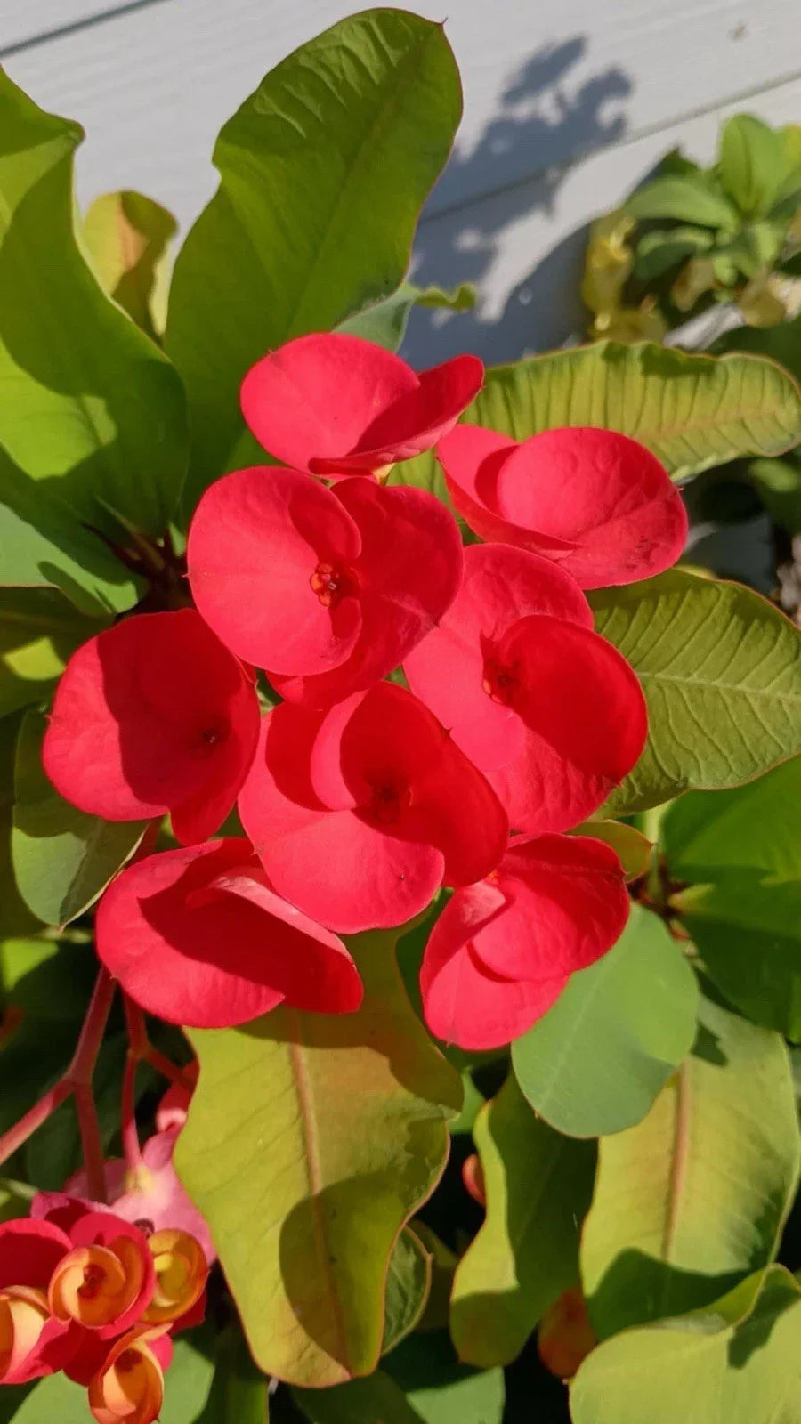 Crown of Thorns Cutting Bright Red Euphorbia milii 1 Count - Succulent Plant for Indoor Garden