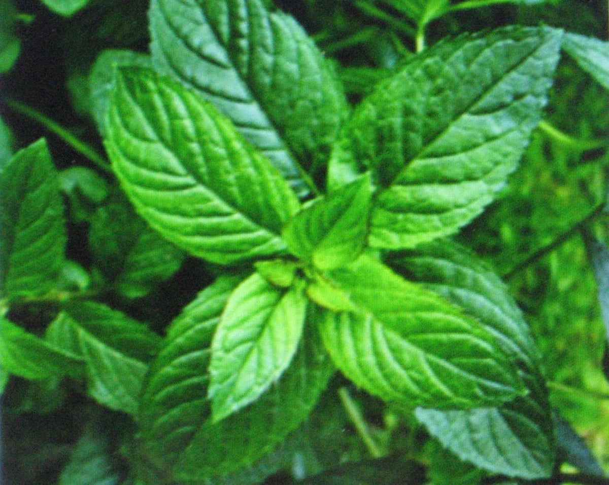 Peppermint Seeds - 50 Pack - Medicinal Herb for Cooking - Mentha × piperita - Aromatic Culinary Garden Plant