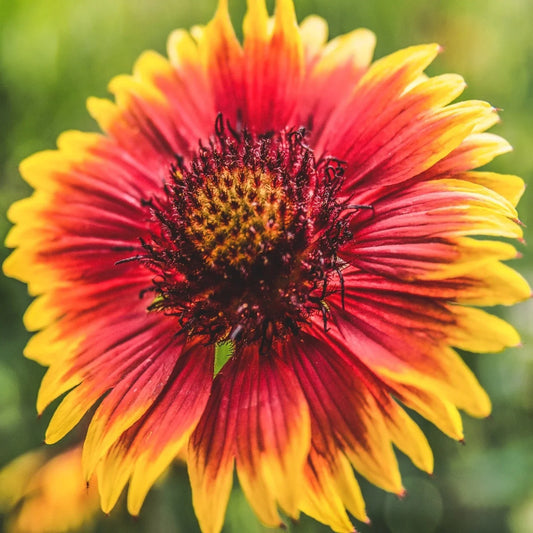 Indian Blanket Flower Seeds - 200+ Gaillardia pulchella Wildflower Seeds for Garden, Border, Meadow, Pollinator Attracting, Vibrant Red & Yellow