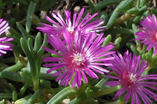 Magenta Delosperma Cooperi Ice Plant 1-Gallon Live Succulent Ground Cover Drought-Tolerant Perennial