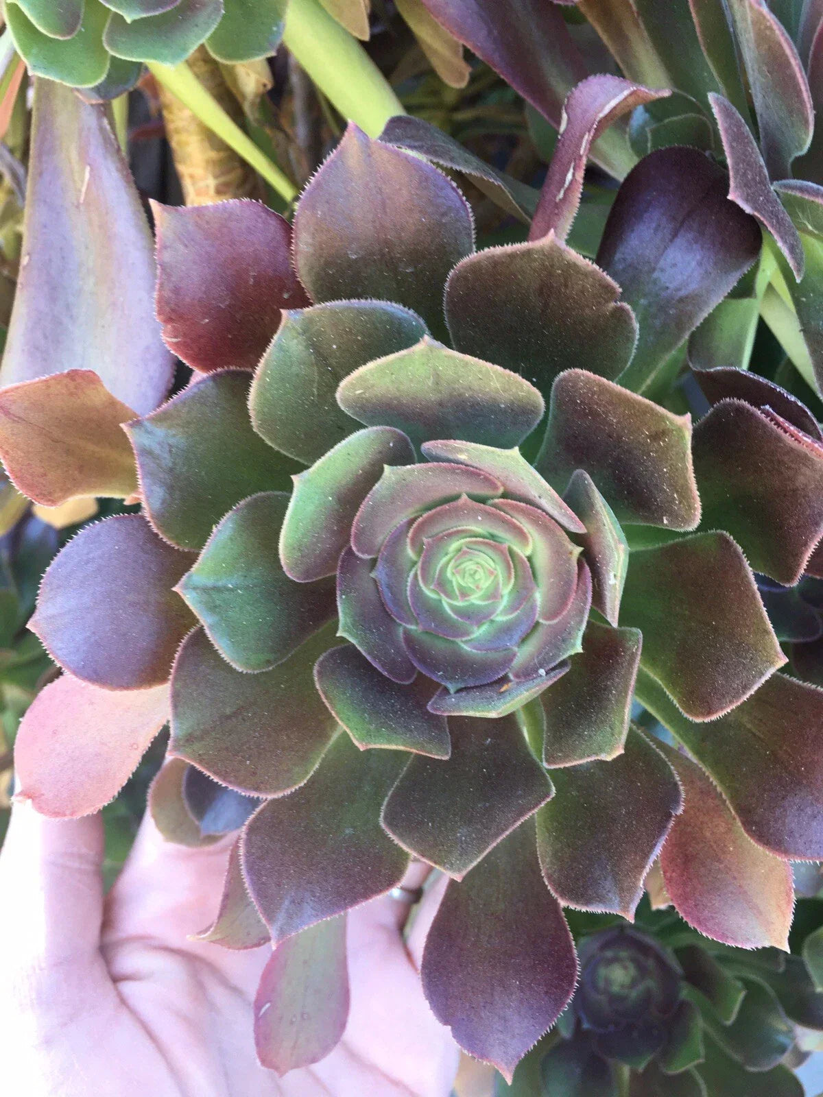 BiColor Aeonium Rosette Cuttings - Succulent Plant, Aeonium ‘Sunburst’, 3-4 Inch Diameter, Indoor & Outdoor Garden, Low Maintenance