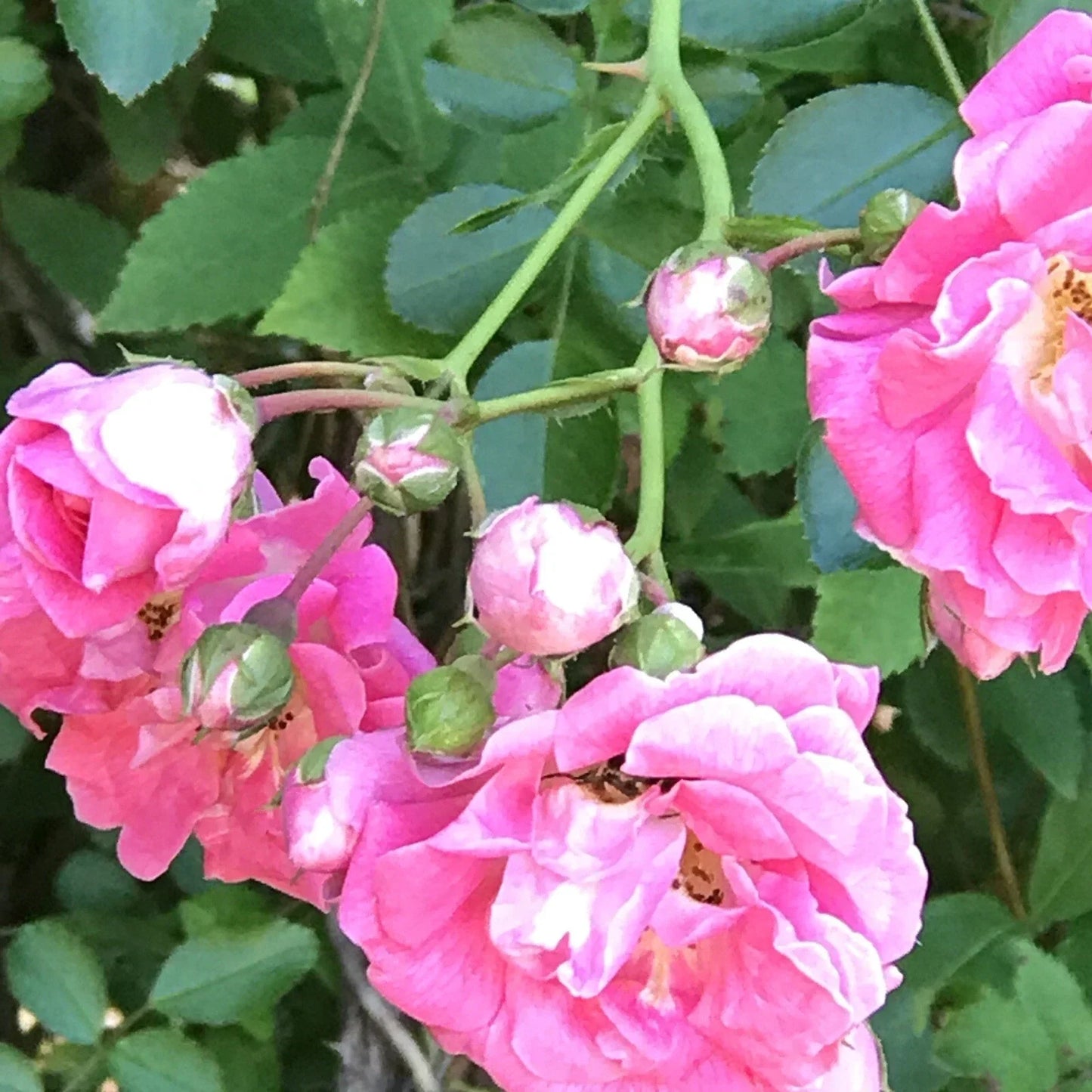 Pink Seven Sisters Climbing Rose Bare Root Live Plants – Rosa 'Seven Sisters' Heirloom Garden Flower