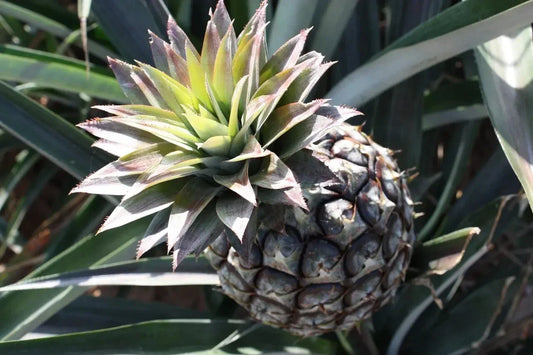 Monte Lirio Pineapple Seeds - Tropical Fruit Seeds for Garden Planting - Ananas comosus - Pack of 15+