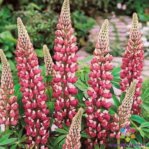 Chatelaine Lupine Seeds - 25+ Premium Lupinus polyphyllus Flowering Seeds for Garden, Attracts Pollinators, Easy to Grow