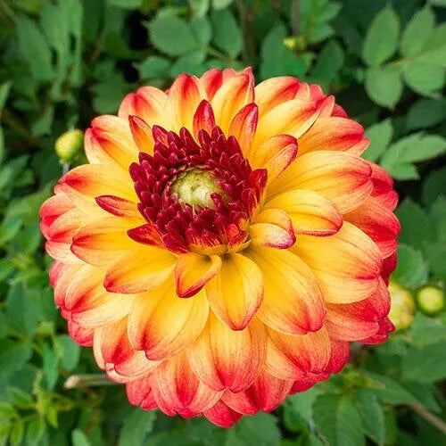 25 Kasagi Dahlia Seeds - Perennial Flower Seeds for Vibrant Blooms - Dahlia pinnata - Garden, Border, Container Planting
